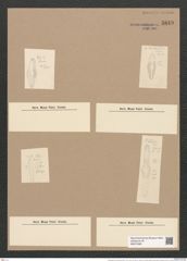 Dimerogramma ventricosum (Rab. et Jan.) Grun. (de-Toni-Nr.: Genus 80, Species 2882) Zeichnungen Sammlung Grunow Nr. 5849 (NHMW-BOT-W0374285)